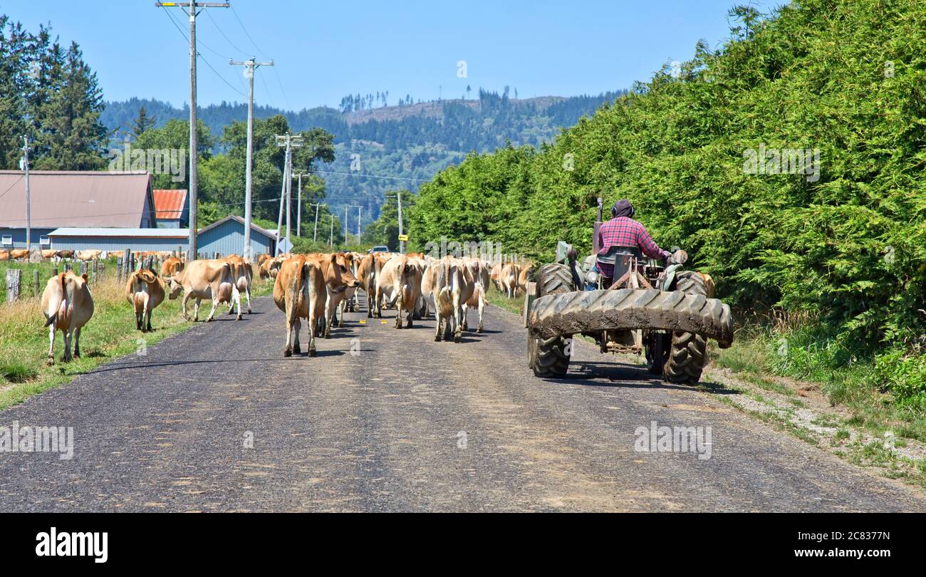 Dairy farmer herding Jersey cows 'Bos taurus' with John Deere tractor,   rural paved road to milking parlor, California. Stock Photo