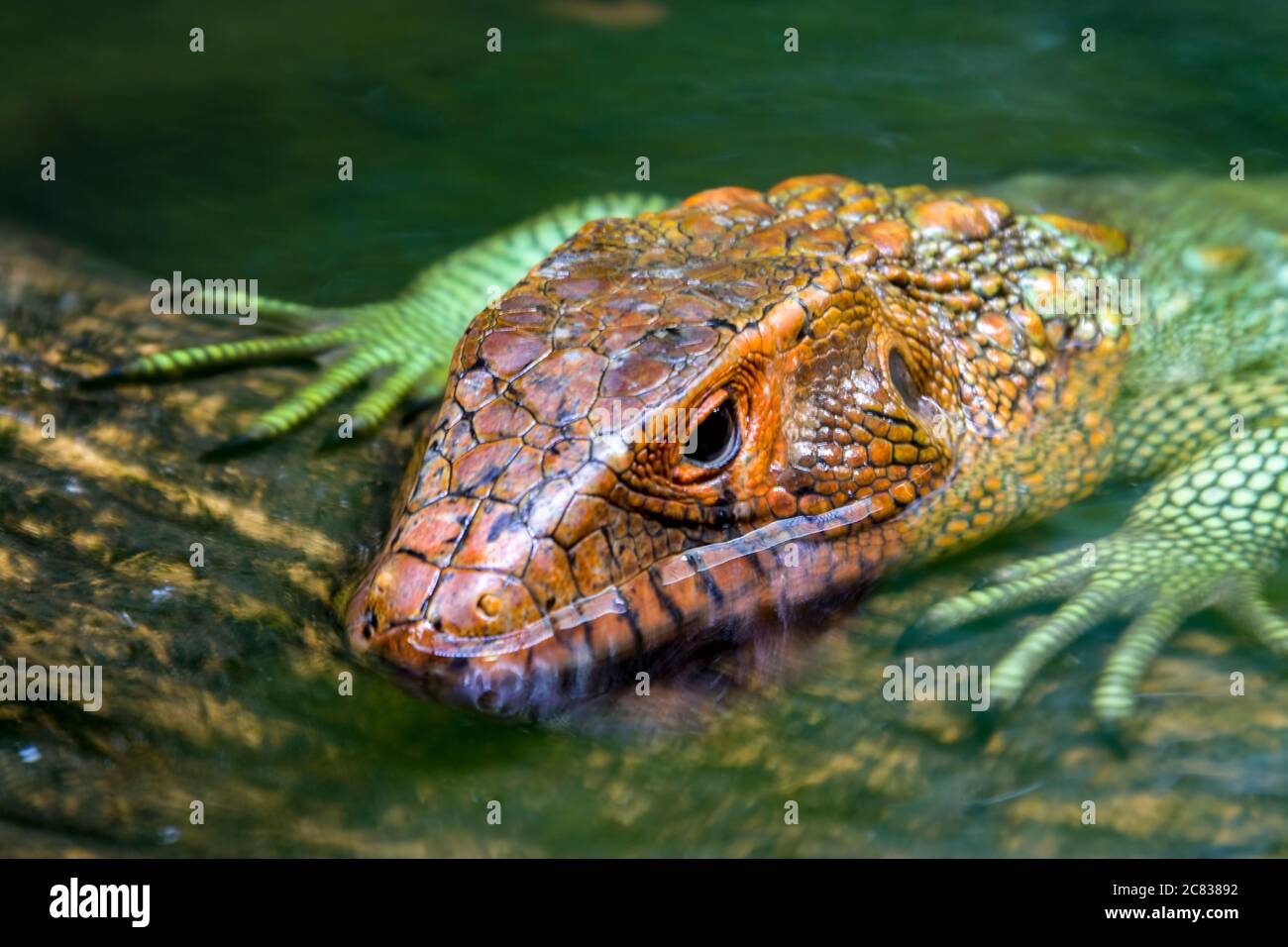 The Northern caiman lizard (Dracaena guianensis) It is a species of lizard found in northern South America. Stock Photo