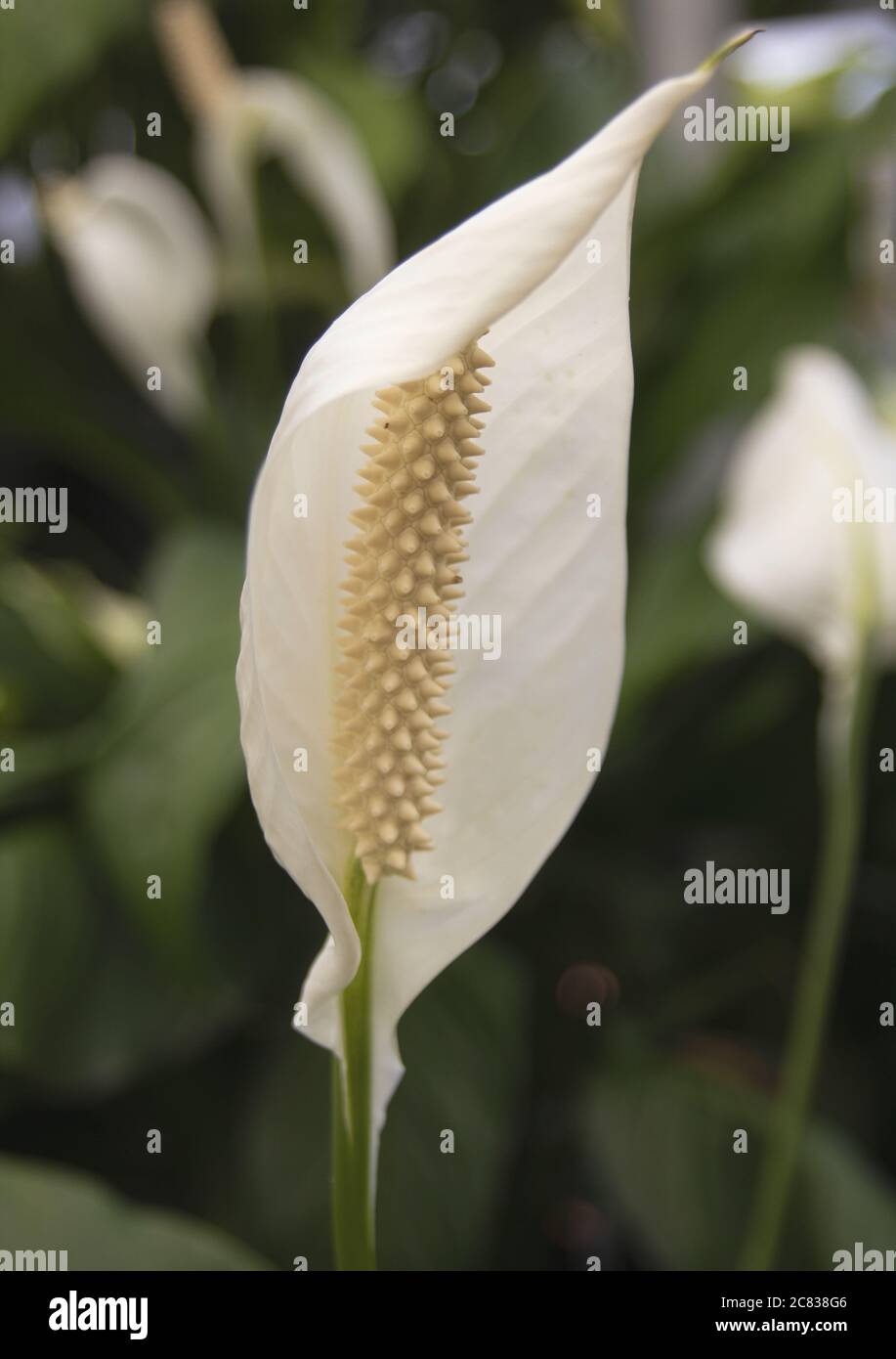 Closeup vertical shot beautiful hi-res stock photography and images - Alamy