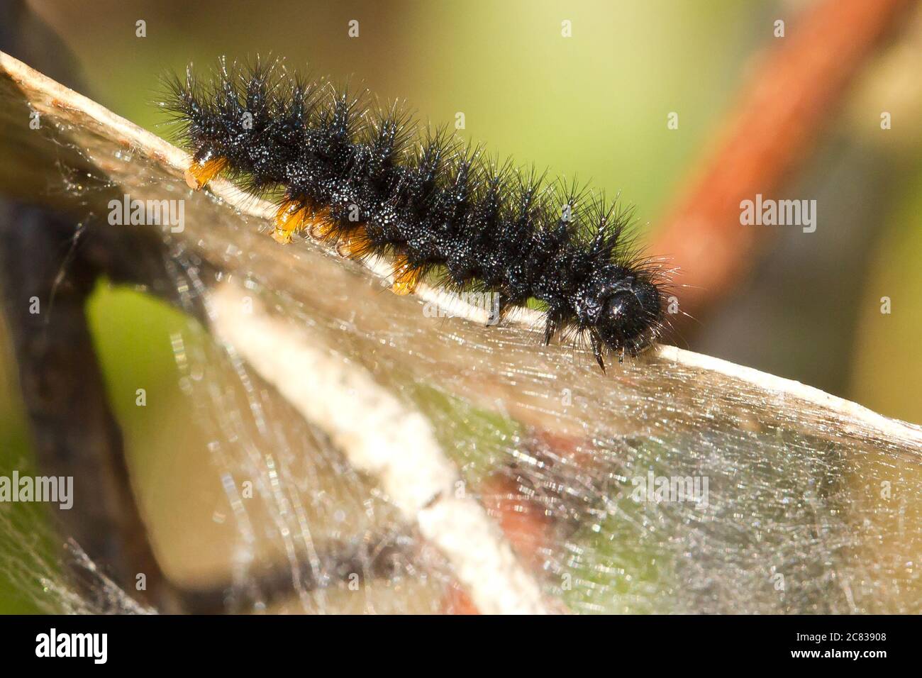 Hairy black caterpillar hi-res stock photography and images - Alamy