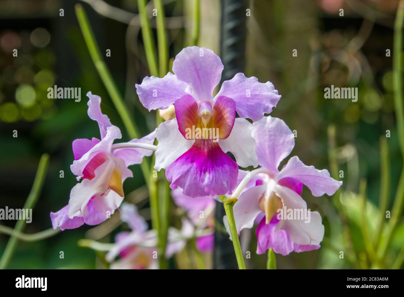 Papilionanthe Miss Joaquim is a hybrid orchid cultivar that is Singapore's national flower Stock