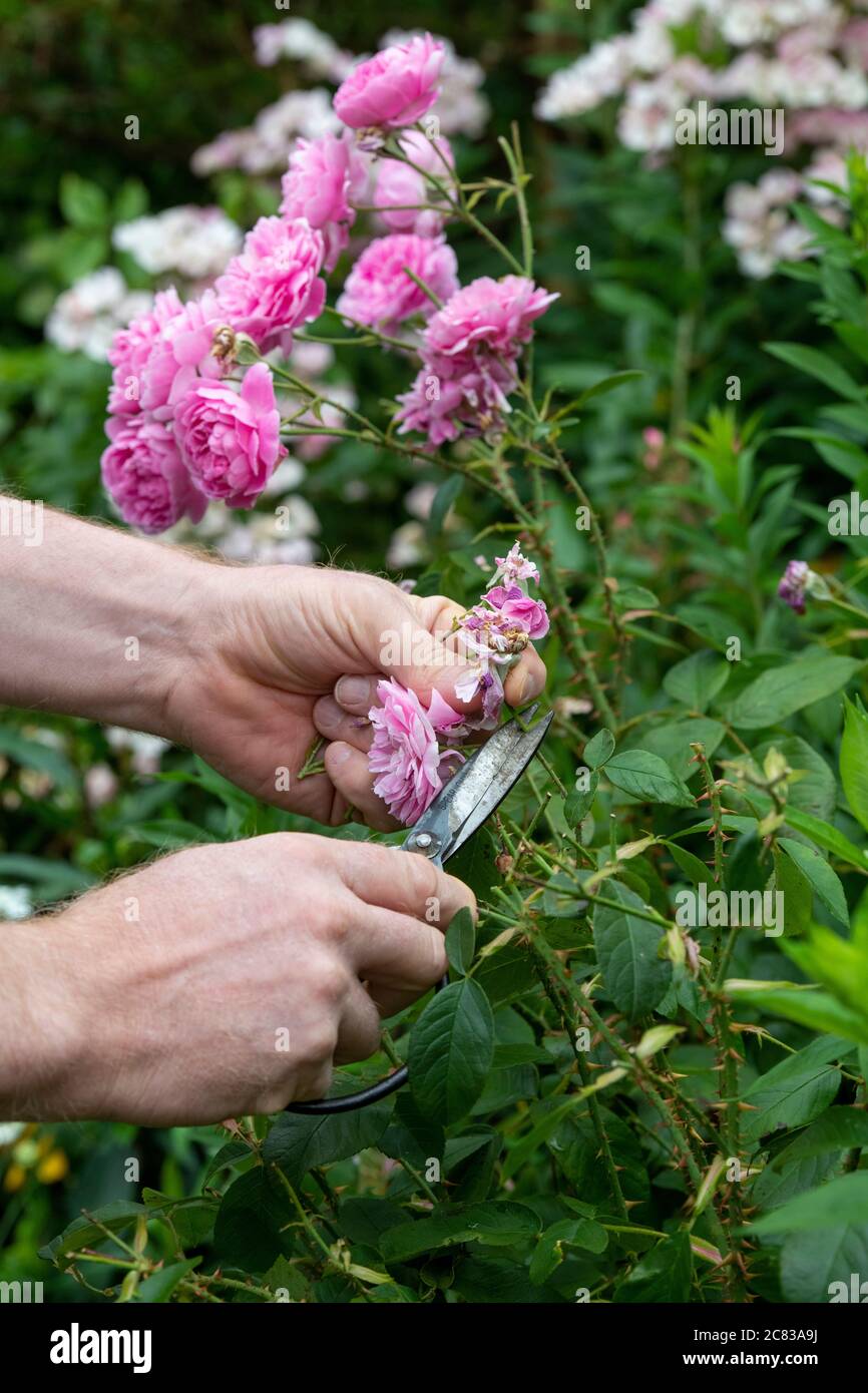 Gardener deadheading a pink shrub rose with garden scissors. UK Stock Photo