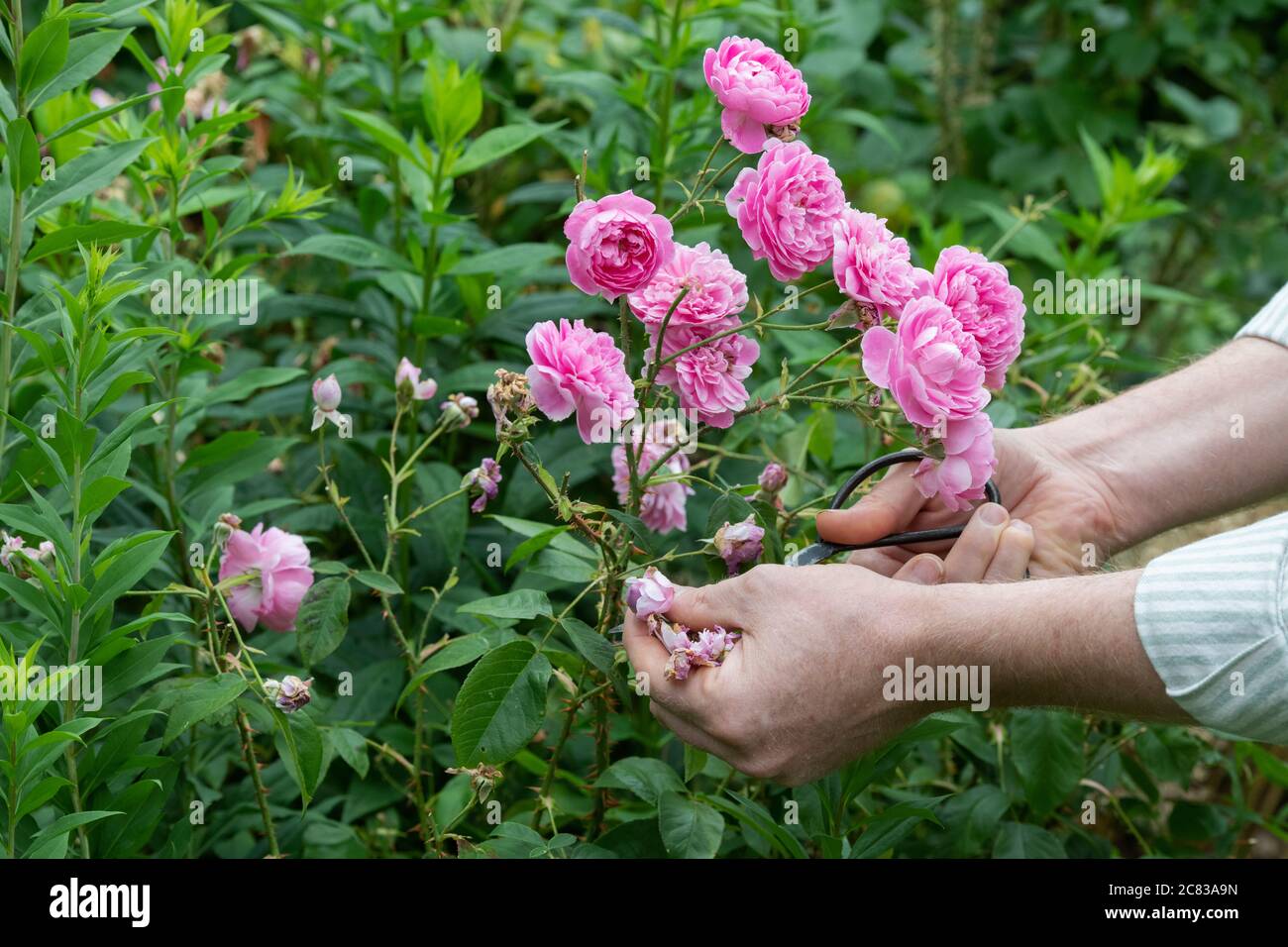 Gardener deadheading a pink shrub rose with garden scissors. UK Stock Photo