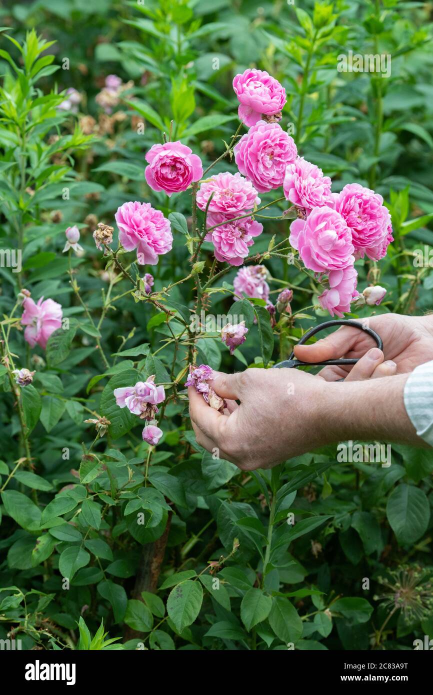 Deadheading flowers hires stock photography and images Alamy