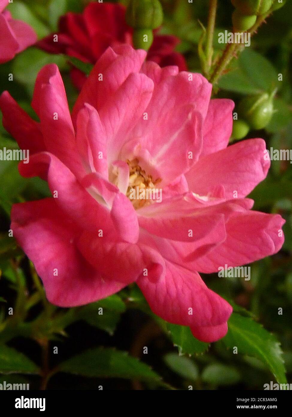 Closeup shot of the beautifully blossomed pink rose Stock Photo - Alamy