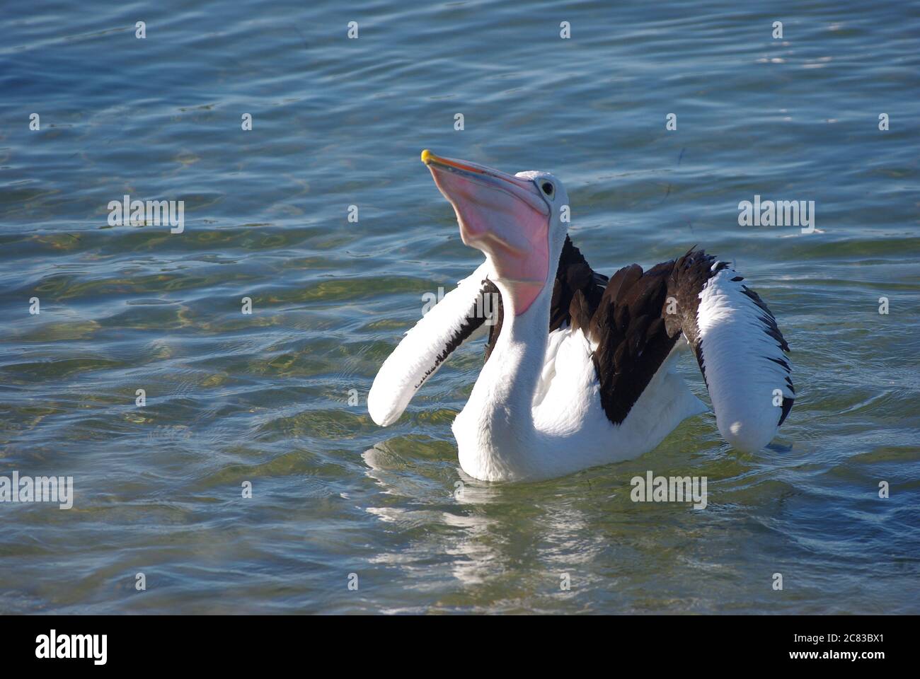 Australian Pelican (Pelecanus conspicillatus) swallowing fish on Camden Haven River at North Haven NSW Stock Photo