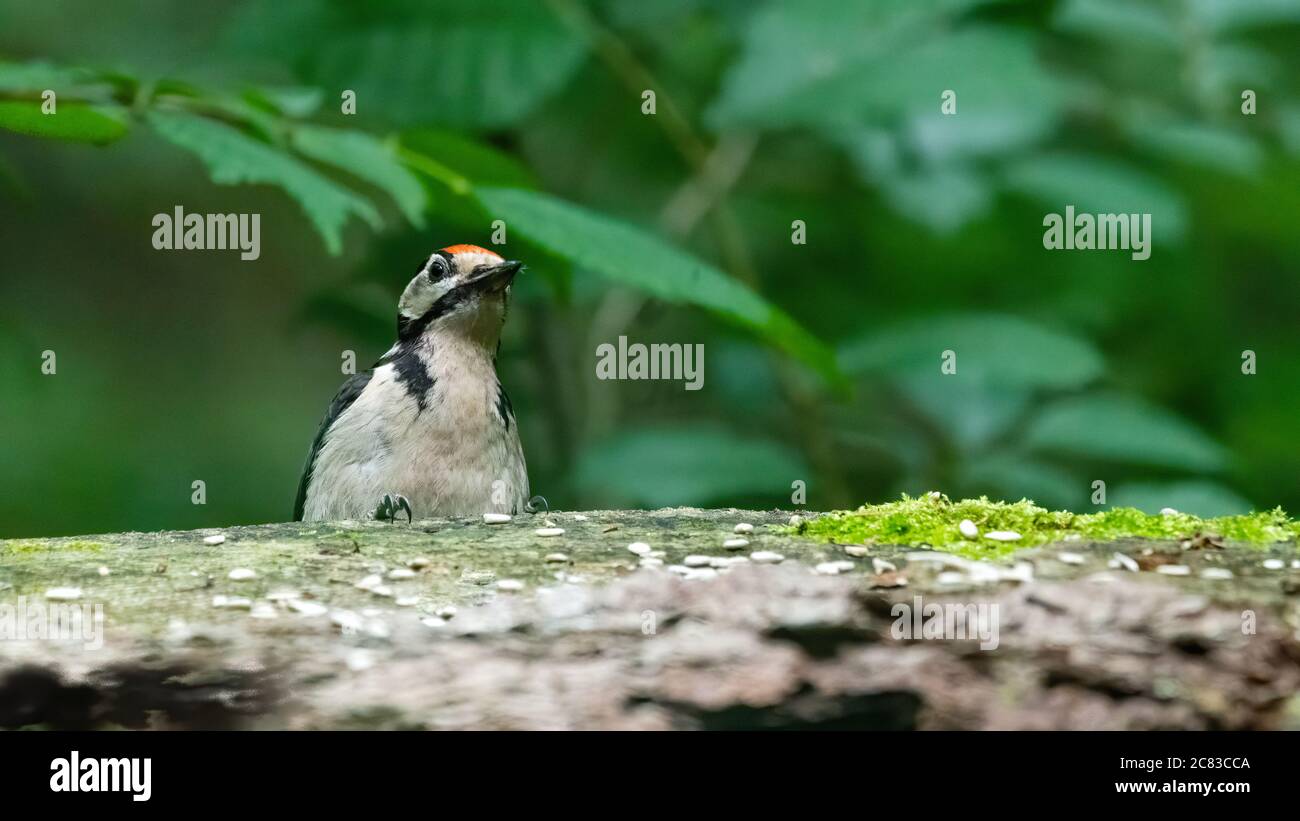 bird, natur, tier, wild lebende tiere, wild, schnabel, green, bunt, ast, baum, Stock Photo