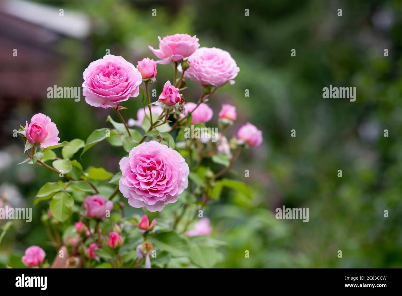 Bush Of Beautiful Pink Roses In Summer Garden Park Fresh Delicate Beautiful Blooming Pink Rose Bushes English Rose Happy Mothers Day Card Stock Photo Alamy