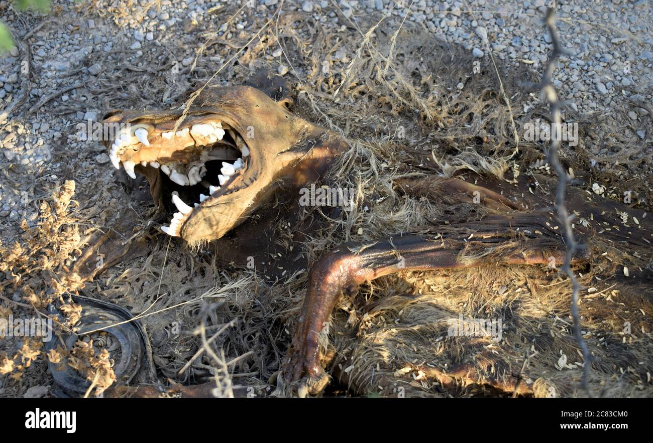 Dead Animal in the Middle of the forest. Oman Stock Photo