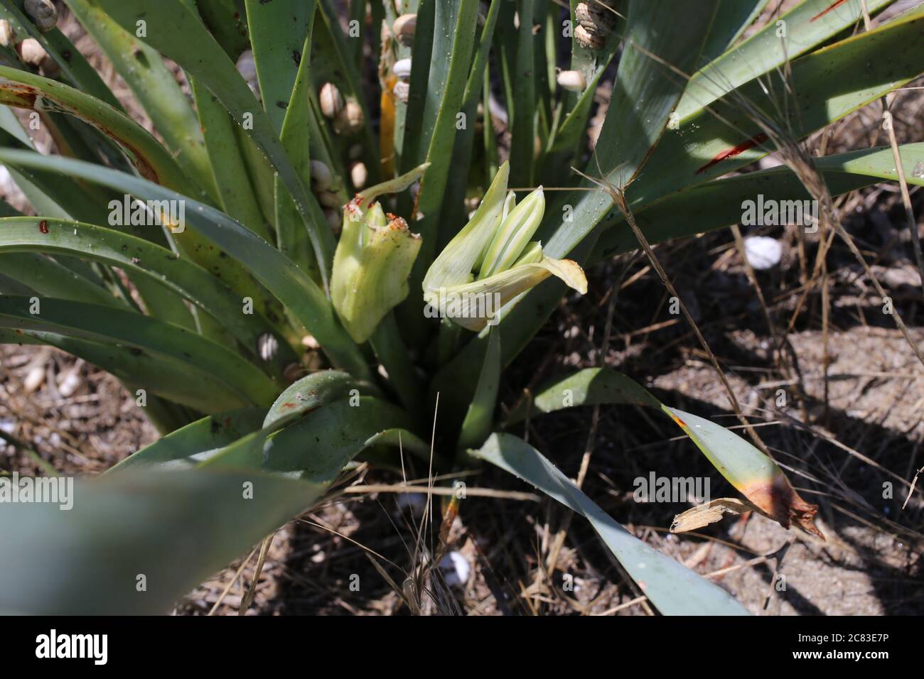 Pancratium maritimum, Sea Daffodil. Wild plant shot in summer. Stock Photo
