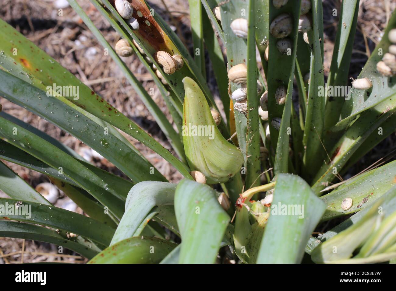 Pancratium maritimum, Sea Daffodil. Wild plant shot in summer. Stock Photo