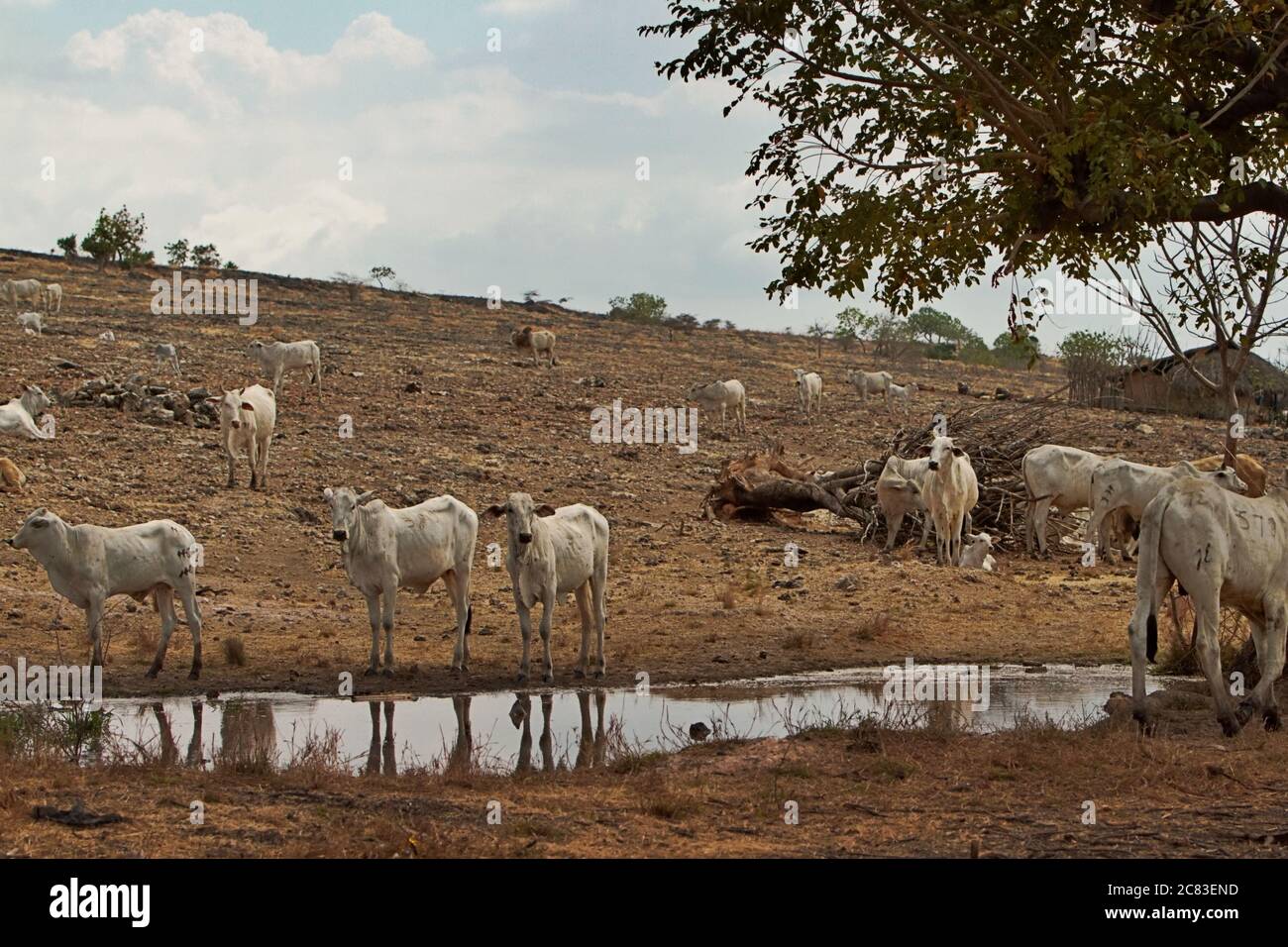 Cattles on a drying pond on a dry landscape during dry season in East Sumba, East Nusa Tenggara, Indonesia. Stock Photo