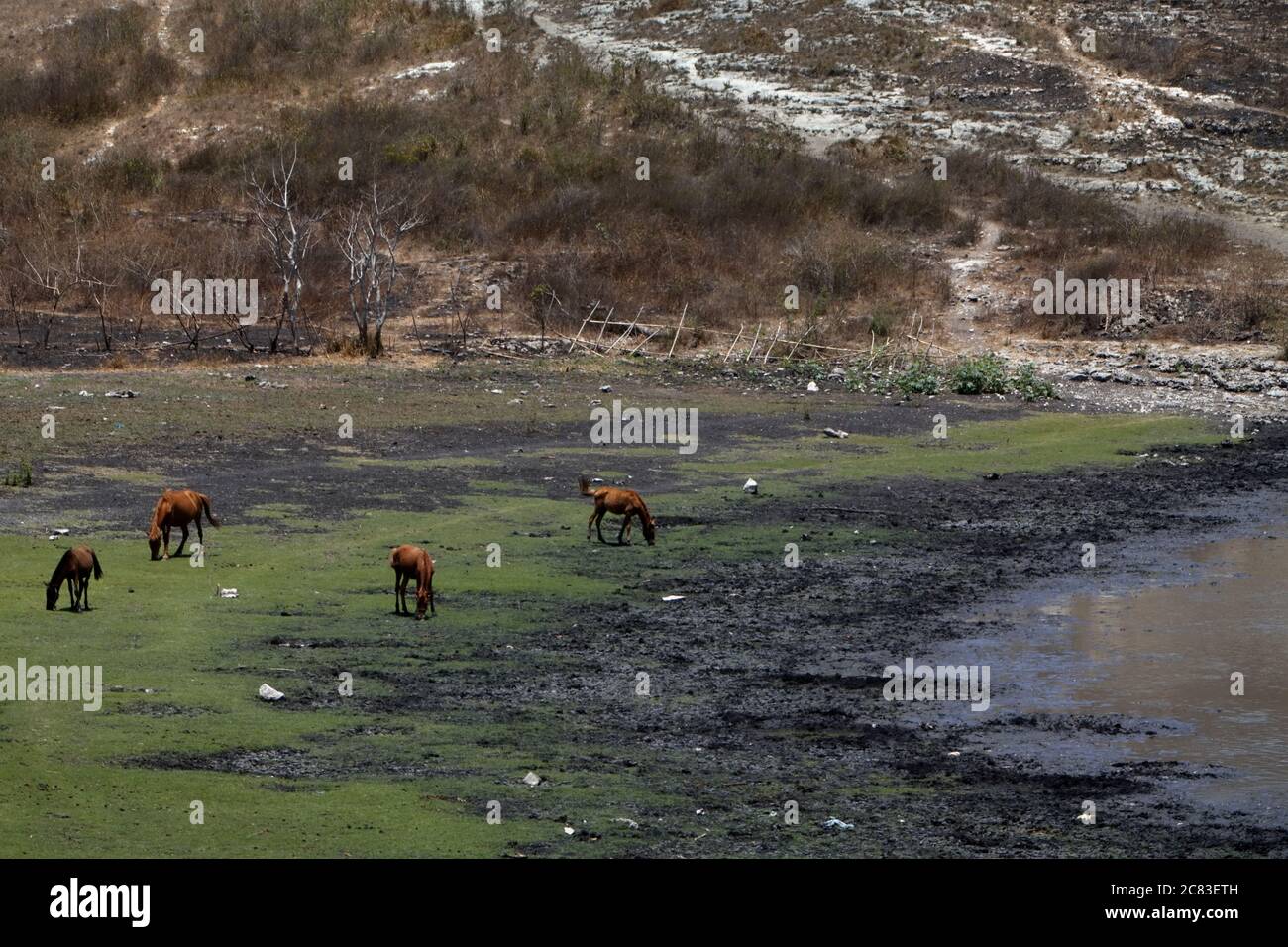 Ponies grazing on a grassland on the side of a drying pond during dry season in East Sumba, East Nusa Tenggara, Indonesia. Stock Photo