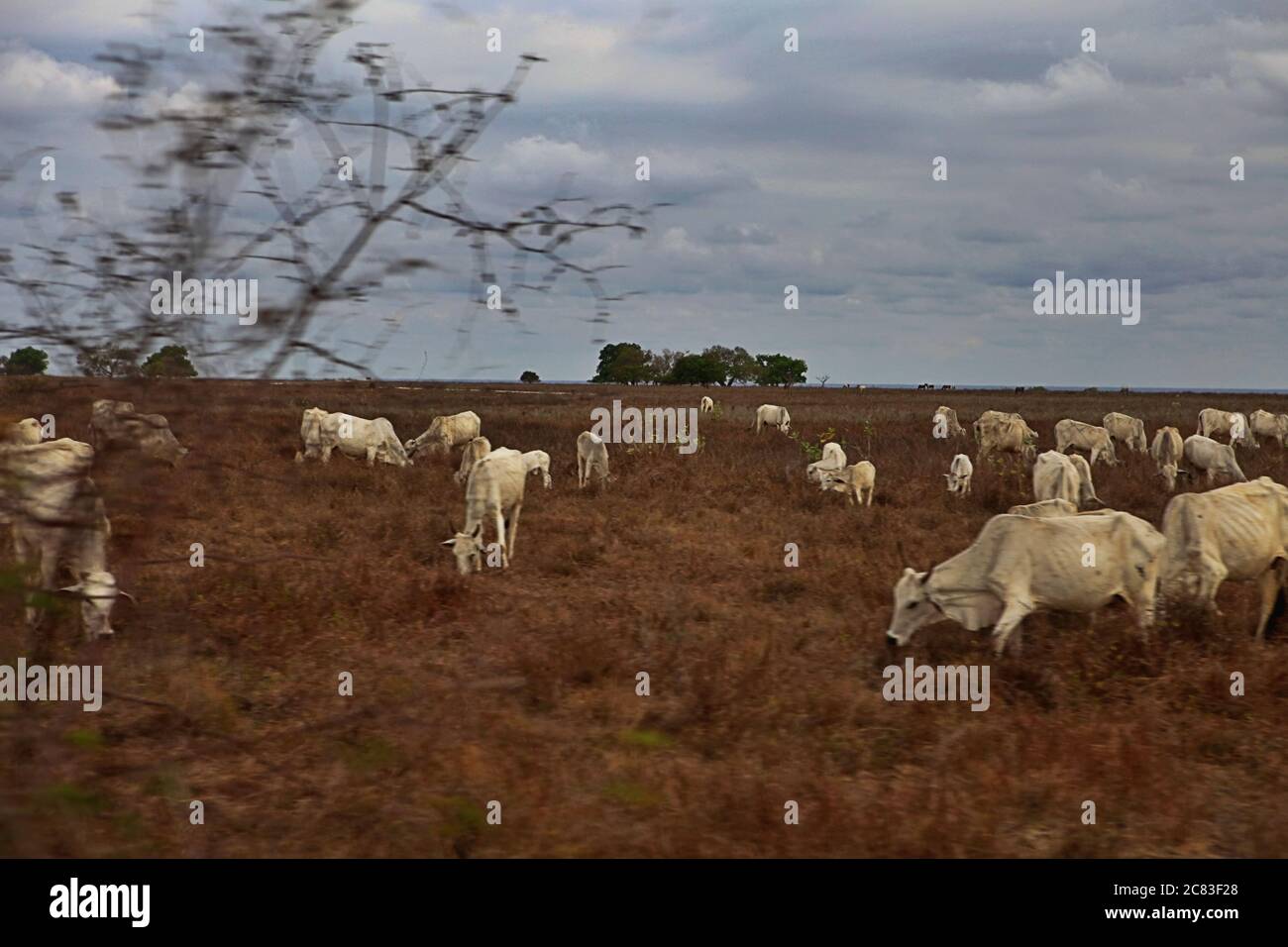 Cattles grazing on a dry grassland during dry season in Sumba Island, Indonesia. Stock Photo