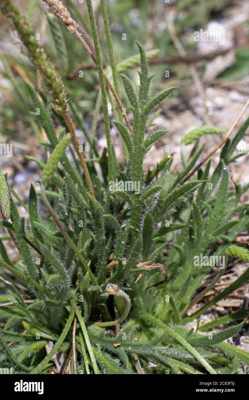 Plantago coronopus, Buck's-Horn Plantain. Wild plant shot in summer. Stock Photo