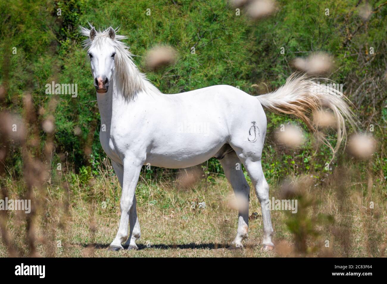 Close up of a white Camargue horse standing and looking sideways into the camera, against a background made of green bushes Stock Photo