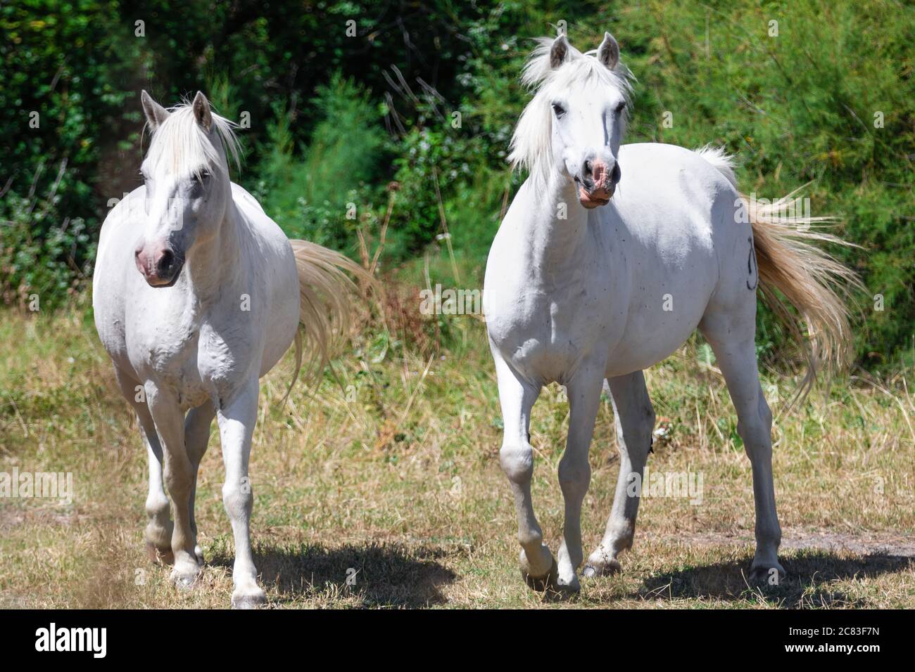 Close up of two white Camargue horses trotting, against a background made of green bushes Stock Photo