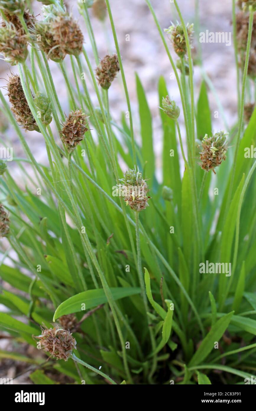 Plantago lanceolata, Ribwort Plantain. Wild plant shot in summer. Stock Photo