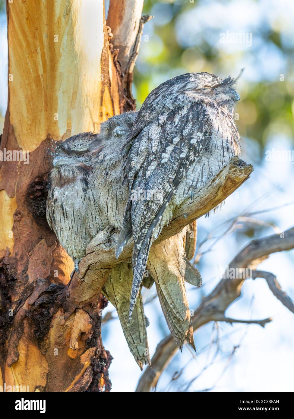Three Tawny Frogmouths (Podargus strigoides) perched on a branch at Herdsman Lake in Perth, Western Australia. They are often mistaken for owls. Stock Photo