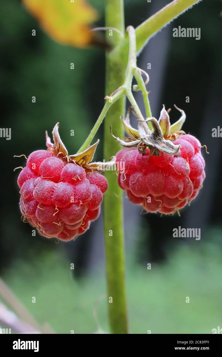 Rubus idaeus raspberry plant hi-res stock photography and images - Alamy