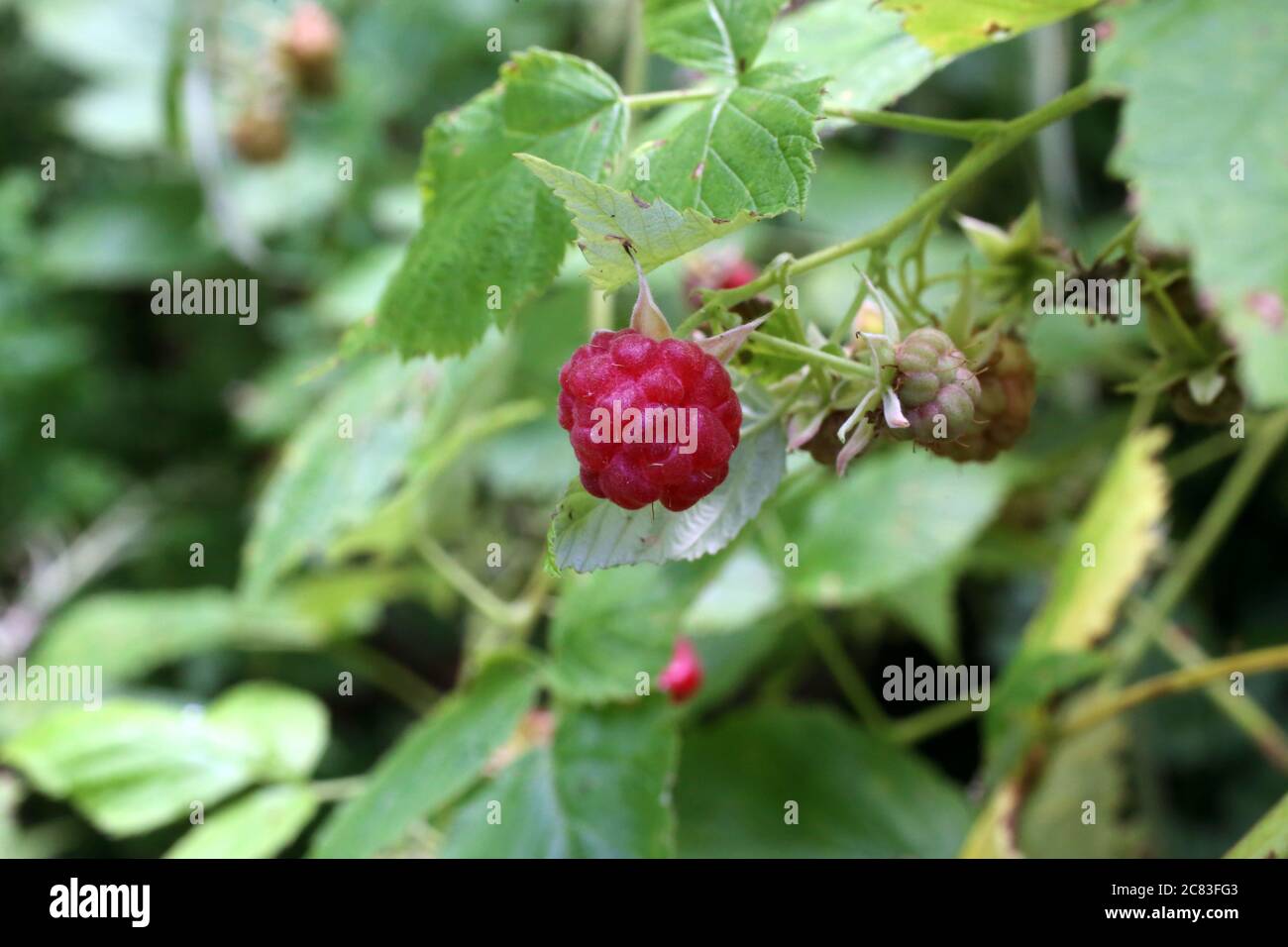 Rubus idaeus raspberry plant hi-res stock photography and images - Alamy