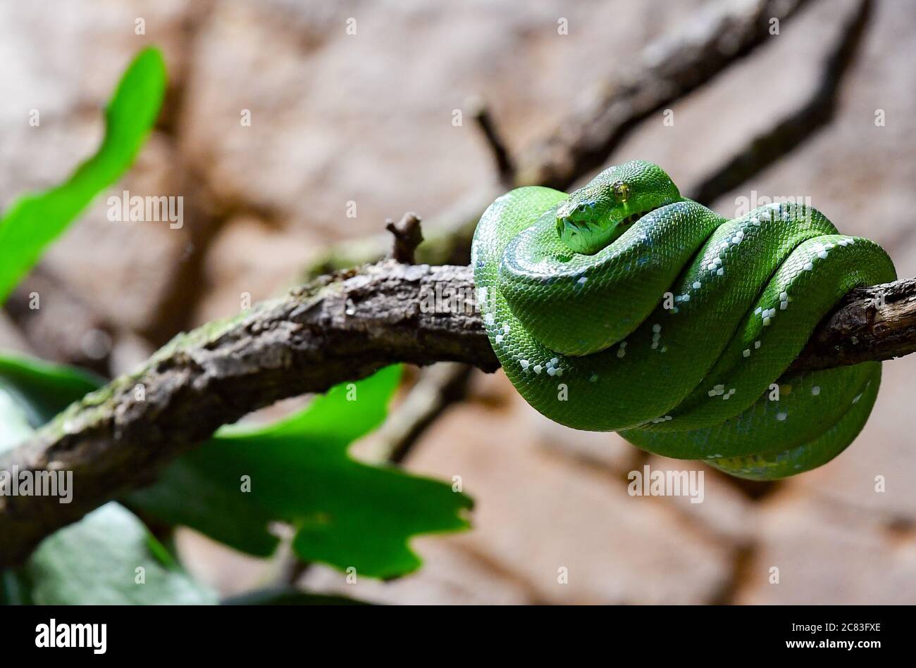 Berlin, Germany. 17th July, 2020. A green tree python, a tree-dwelling snake from the genus of the rhomb pythons, can be seen in the renovated Alfred-Brehm-Haus in the Berlin Zoo, which is open to visitors as a rainforest world. The species is a lurker by motionlessly waiting in a suitable place until the prey comes within reach. The species reaches a total length of 150 to 180 centimetres. It is not poisonous and not aggressive. Credit: Jens Kalaene/dpa-Zentralbild/ZB/dpa/Alamy Live News Stock Photo