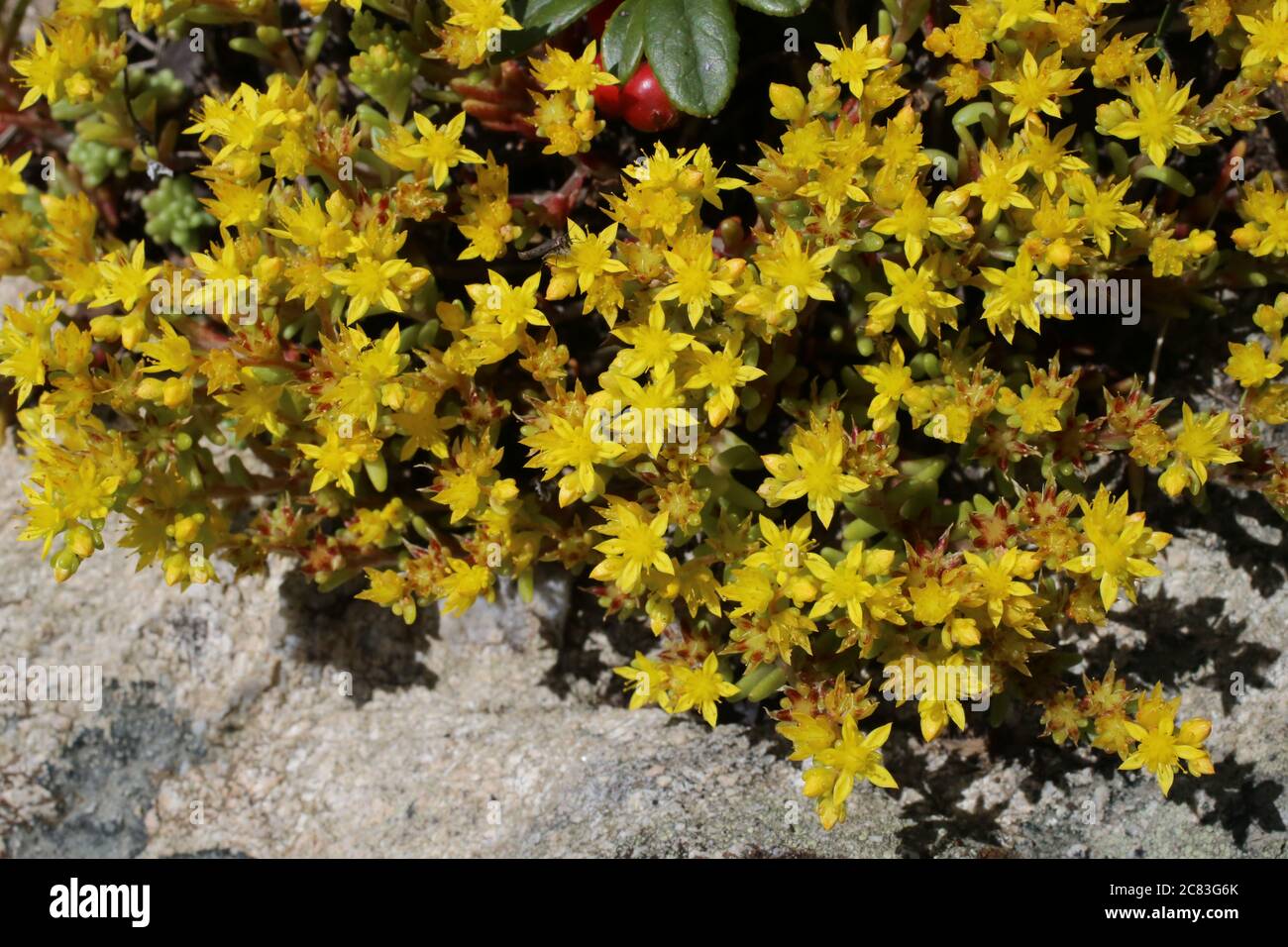 Sedum alpestre, Alpine Stonecrop. Wild plant shot in summer. Stock Photo