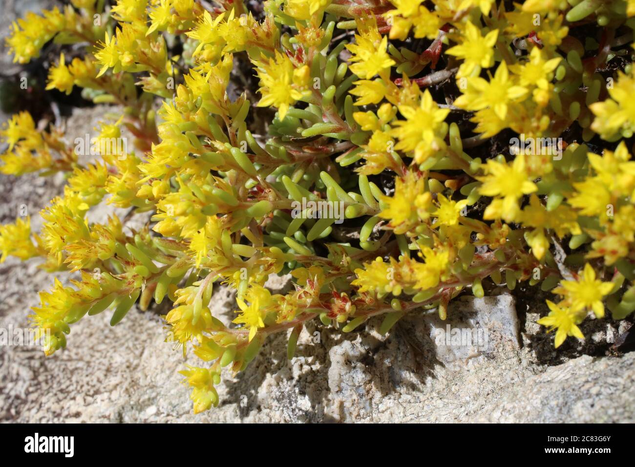 Sedum alpestre, Alpine Stonecrop. Wild plant shot in summer. Stock Photo