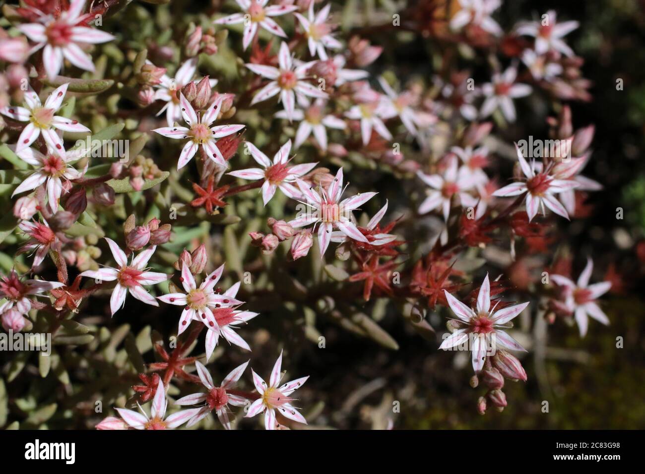 Sedum hispanicum, Spanish Stonecrop. Wild plant shot in summer. Stock Photo
