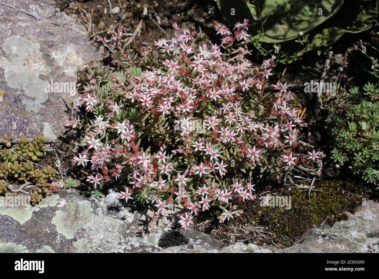 Sedum hispanicum, Spanish Stonecrop. Wild plant shot in summer. Stock Photo