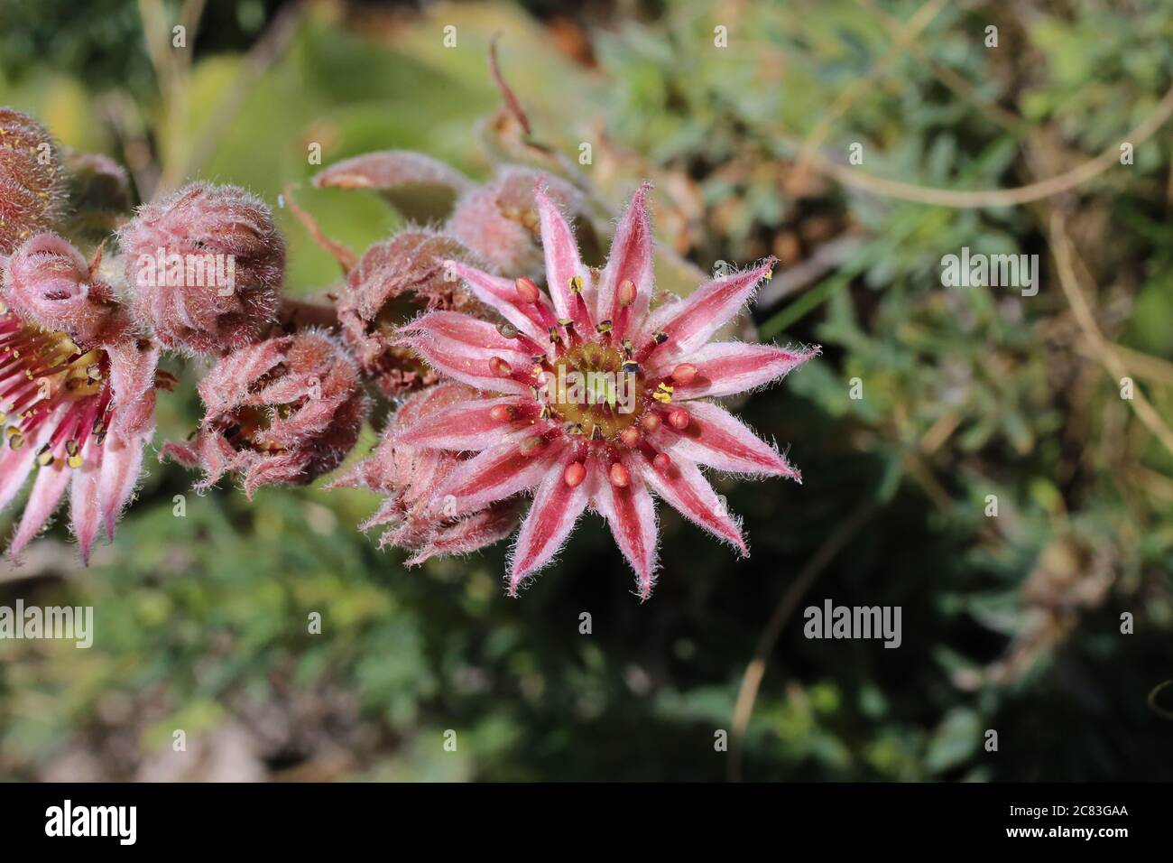 Sempervivum marmoreum - Wild plant shot in summer. Stock Photo