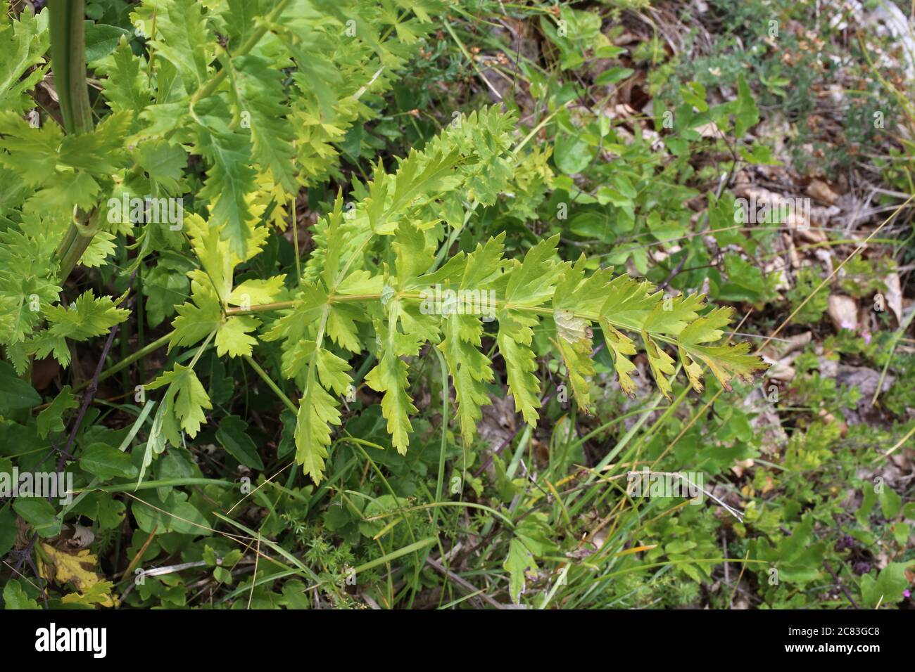 Seseli libanotis - Wild plant shot in summer. Stock Photo