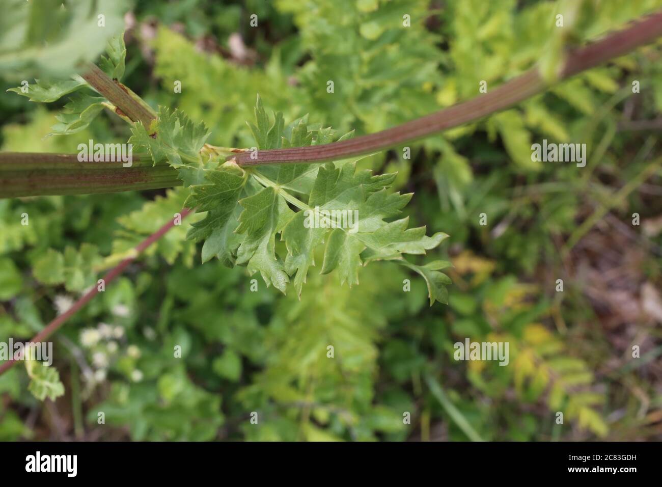 Seseli libanotis - Wild plant shot in summer. Stock Photo