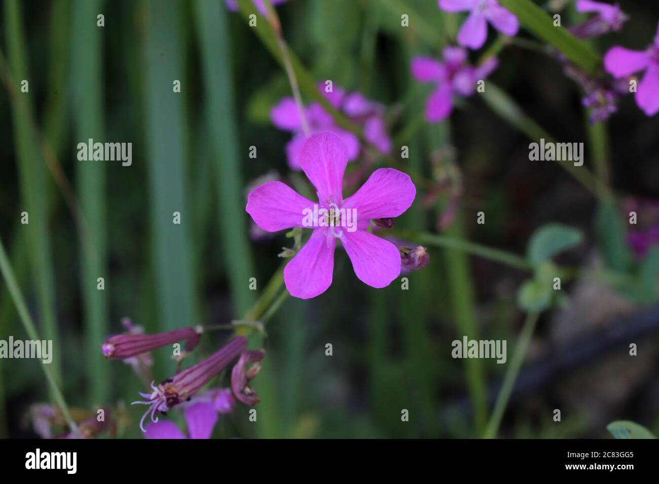 Silene armeria, Sweet William Catchfly. Wild plant shot in summer. Stock Photo