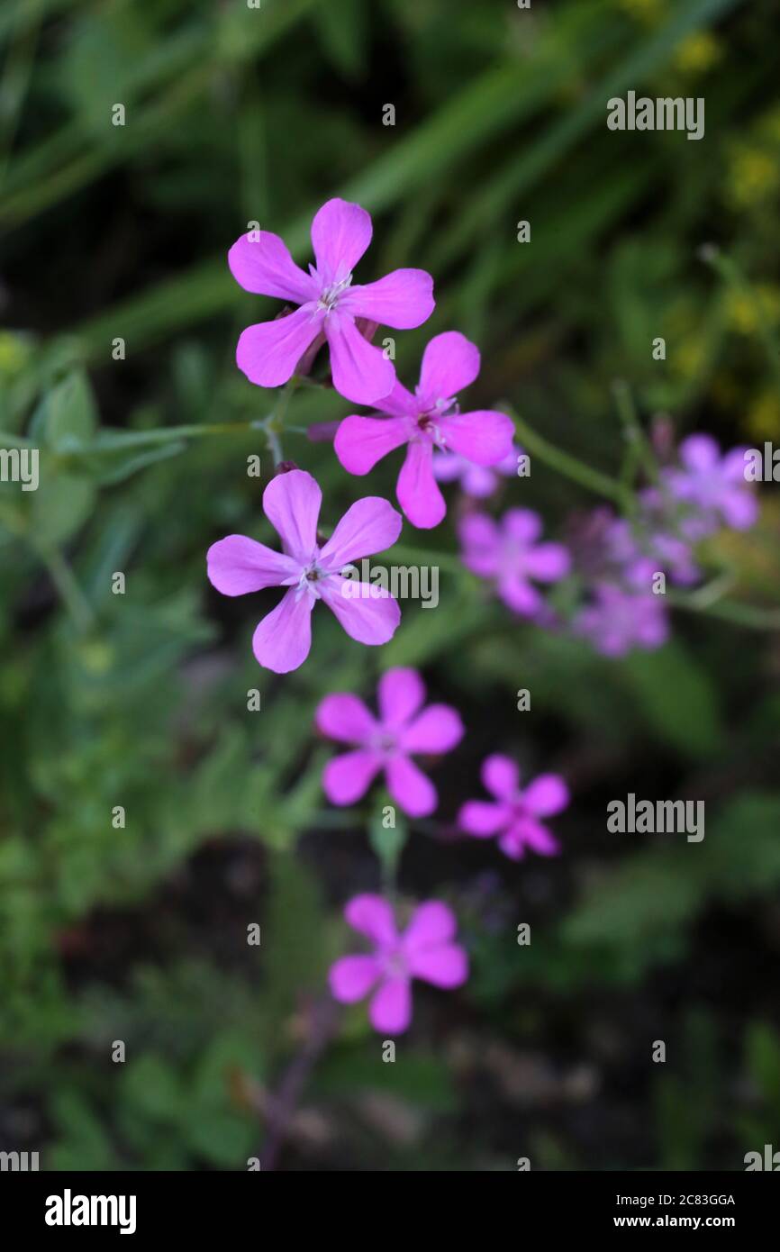 Silene armeria, Sweet William Catchfly. Wild plant shot in summer. Stock Photo