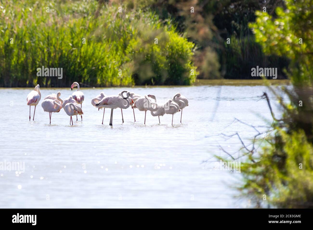 Close up of a flock of pink flamingos standing on one leg on shallow water in a pond surrounded by bushes and vegetation in the early morning light Stock Photo