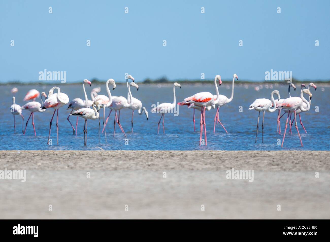 Close up of a french beach full of wild flamingos standing in shallow water, against a blue summer sky Stock Photo
