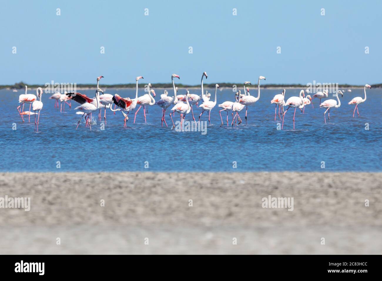 Close up of a french beach full of wild flamingos standing in shallow water, against a blue summer sky Stock Photo