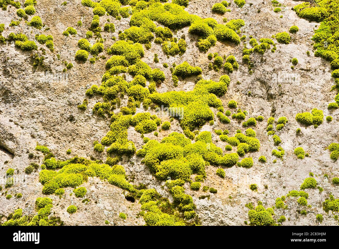 Green moss on the rock Stock Photo