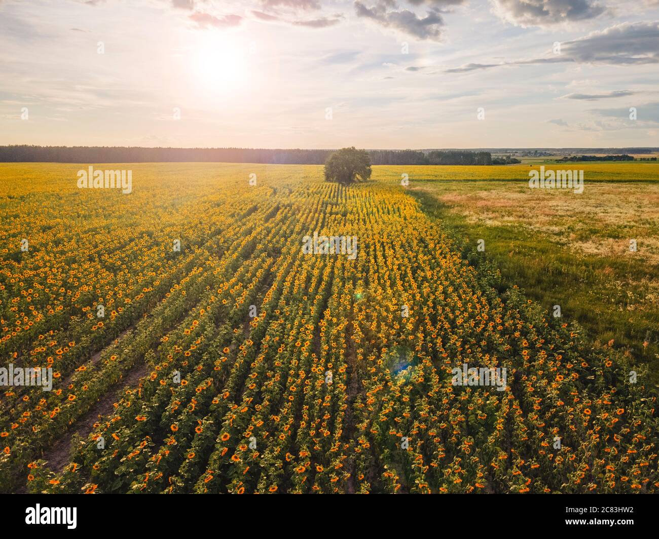 Sunset over sunflower field. Aerial foto with lens flare Stock Photo