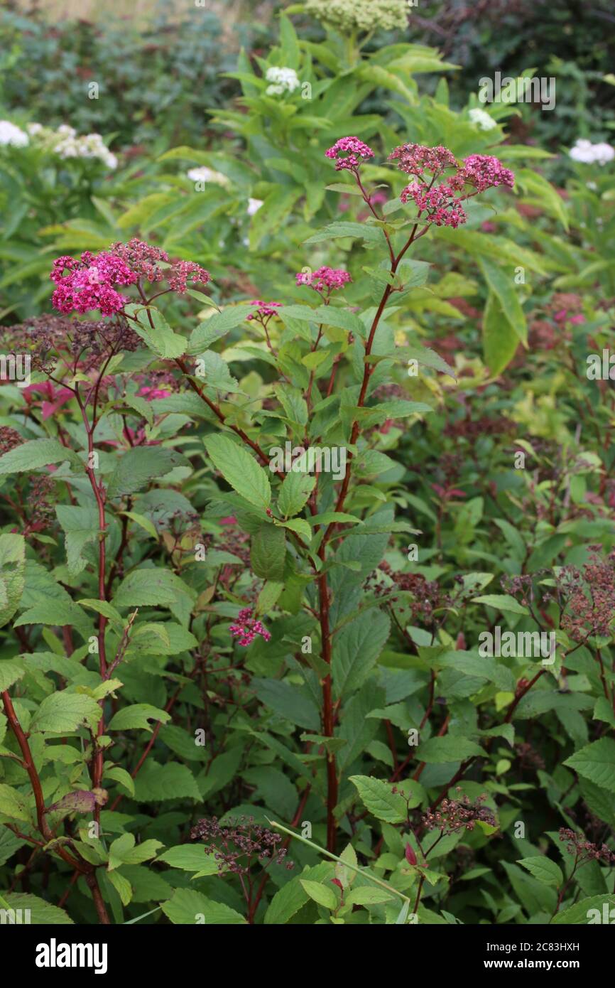 Closeup shot spiraea japonica hi-res stock photography and images - Alamy
