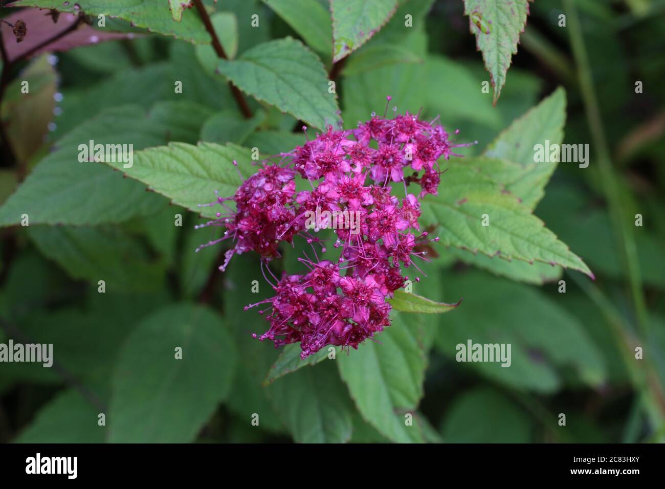 Spiraea japonica - Wild plant shot in summer. Stock Photo