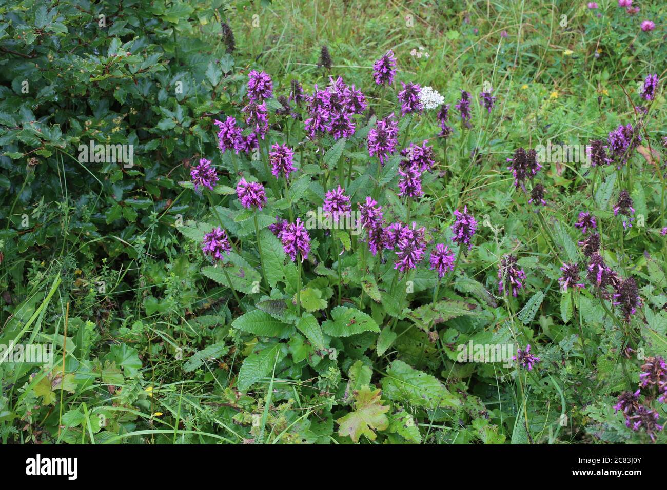 Stachys officinalis, Betony. Wild plant shot in summer. Stock Photo