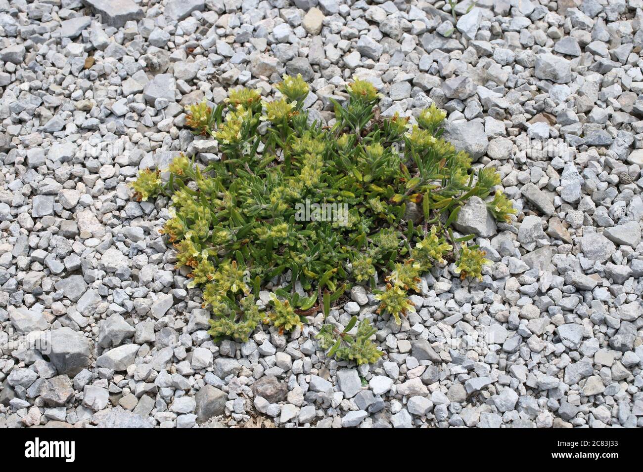 Teucrium montanum, Mountain Germander. Wild plant shot in summer. Stock Photo