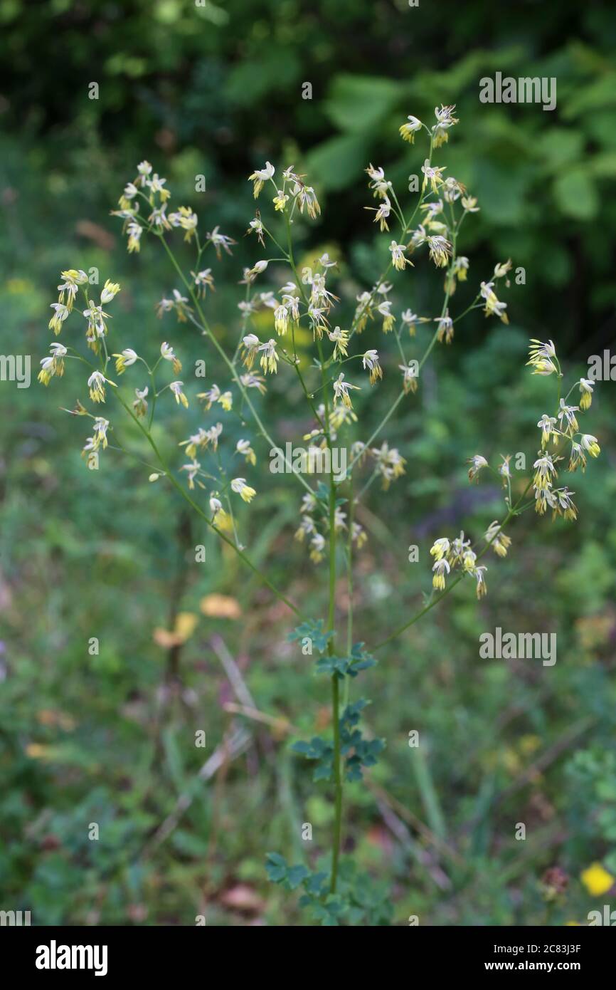 Thalictrum minus, Lesser Meadow-Rue. Wild plant shot in summer. Stock Photo