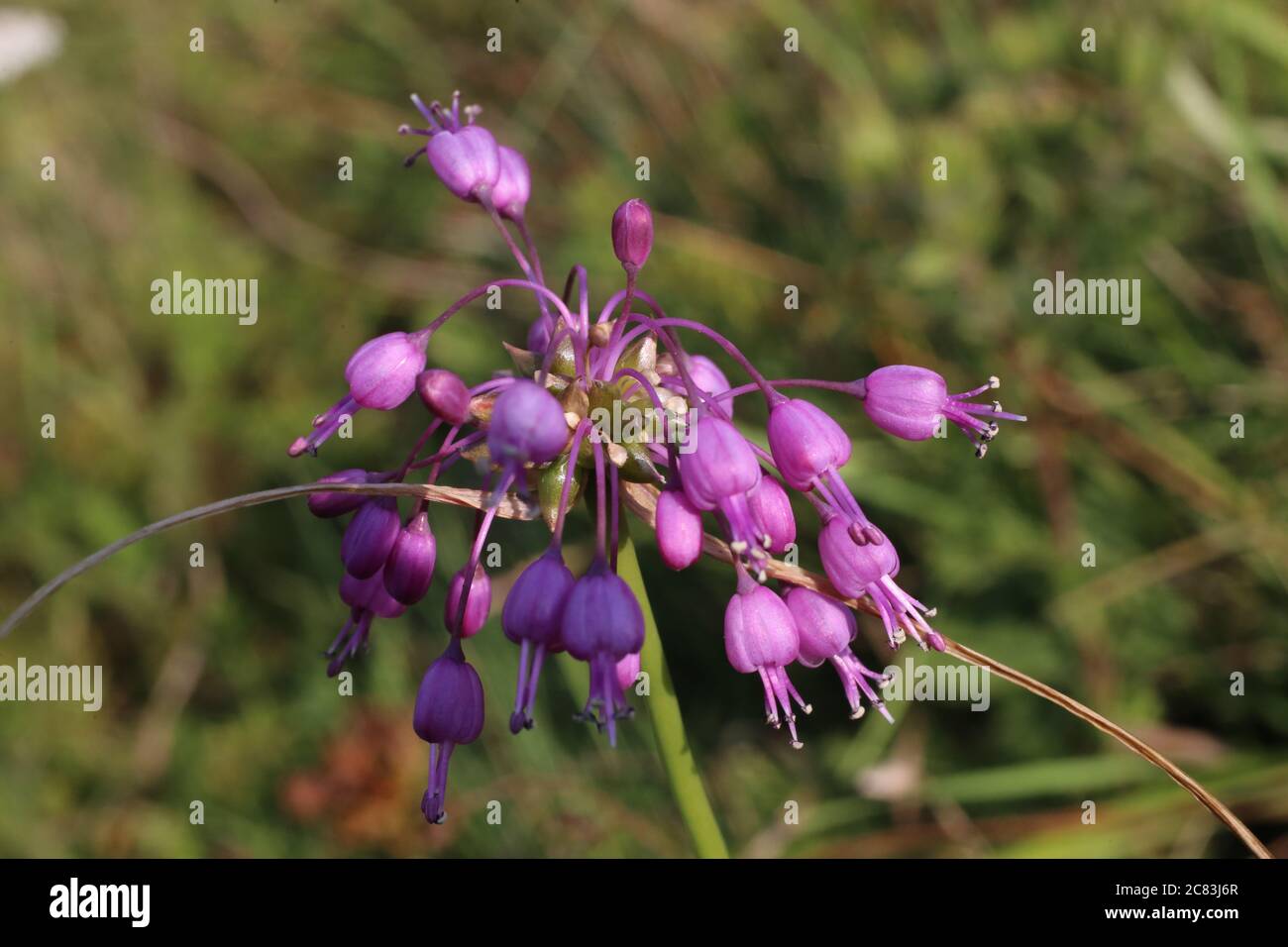 Allium carinatum subsp. carinatum, Keeled Garlic. Wild plant shot in summer. Stock Photo