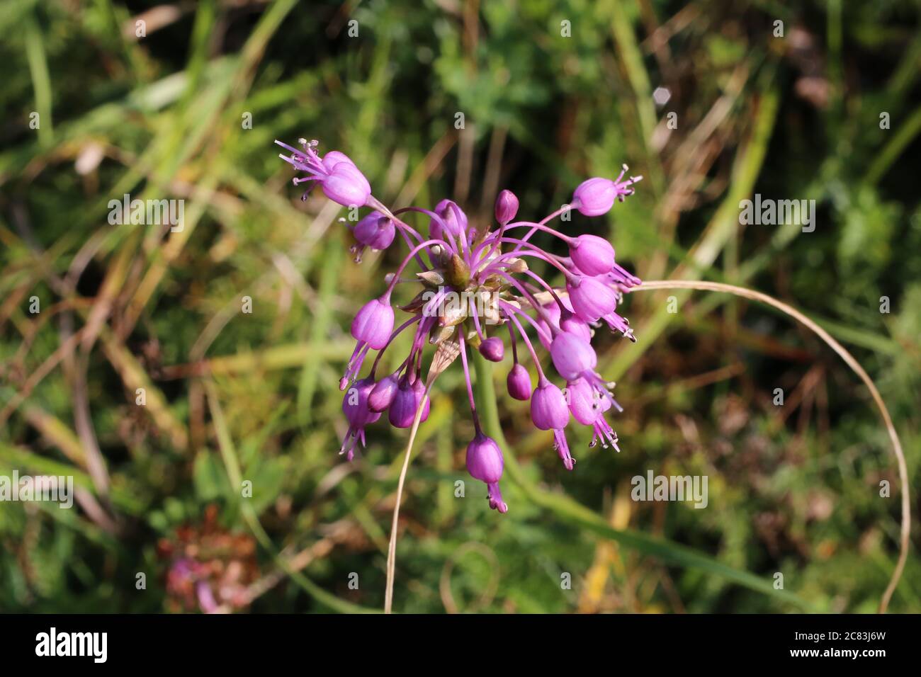 Allium carinatum subsp. carinatum, Keeled Garlic. Wild plant shot in summer. Stock Photo