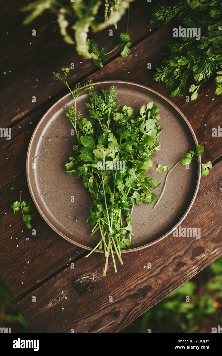 Bunch of cilantro, fresh coriander a wooden dark table. Authentic still life Stock Photo
