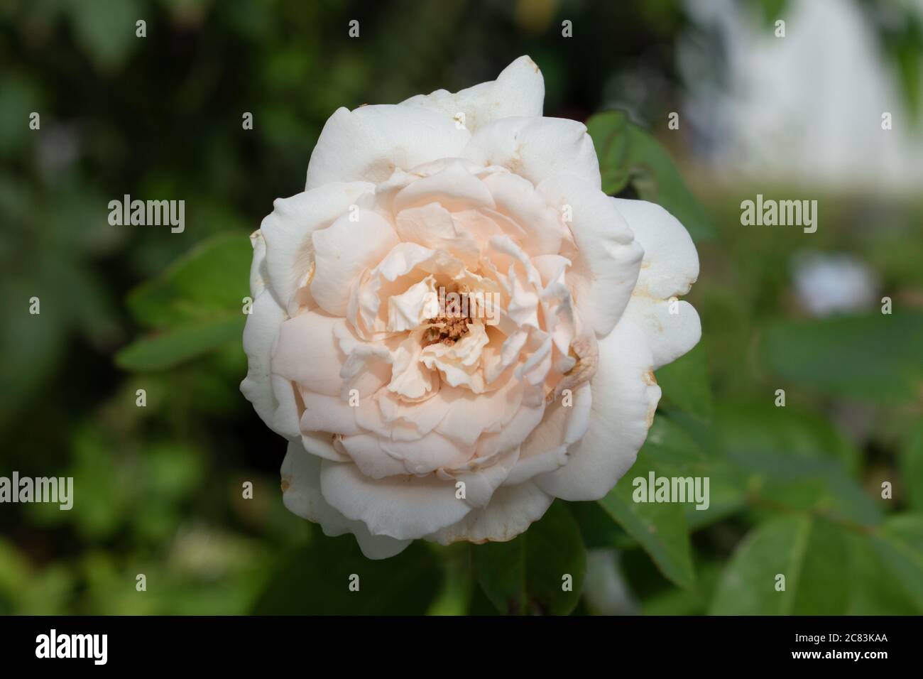 Single beautiful off white or cream rose or rosa chinensis with many ...