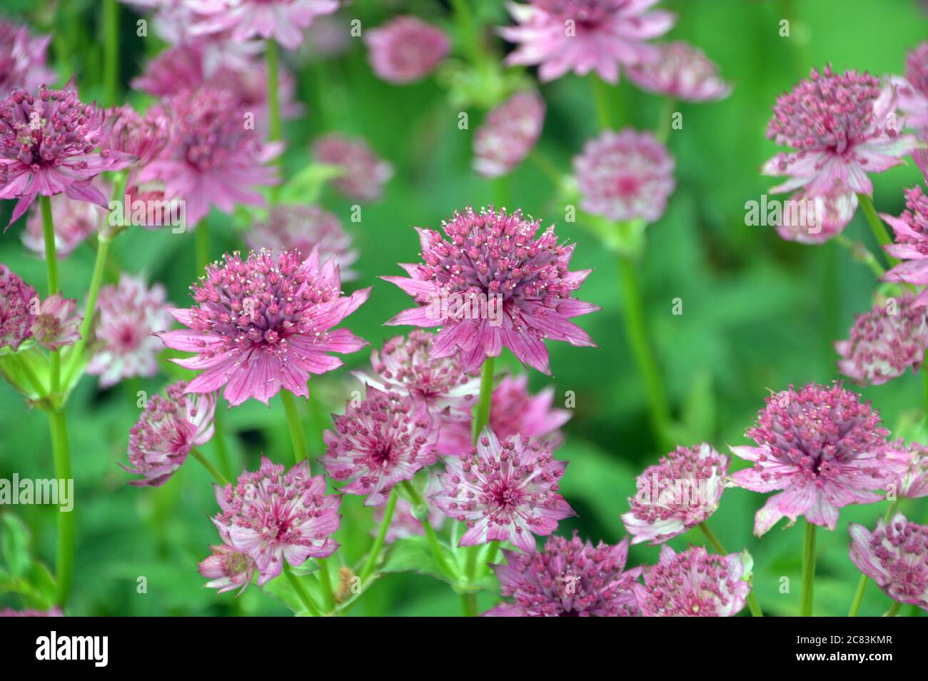 Candy-Pink Astrantia 'Roma' (Hattie's Pincushion or Masterwort) Flowers grown in a Border at RHS Garden Harlow Carr, Harrogate, Yorkshire. England, UK Stock Photo